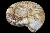 Large, Jurassic Ammonite Fossil - Madagascar #166003-2